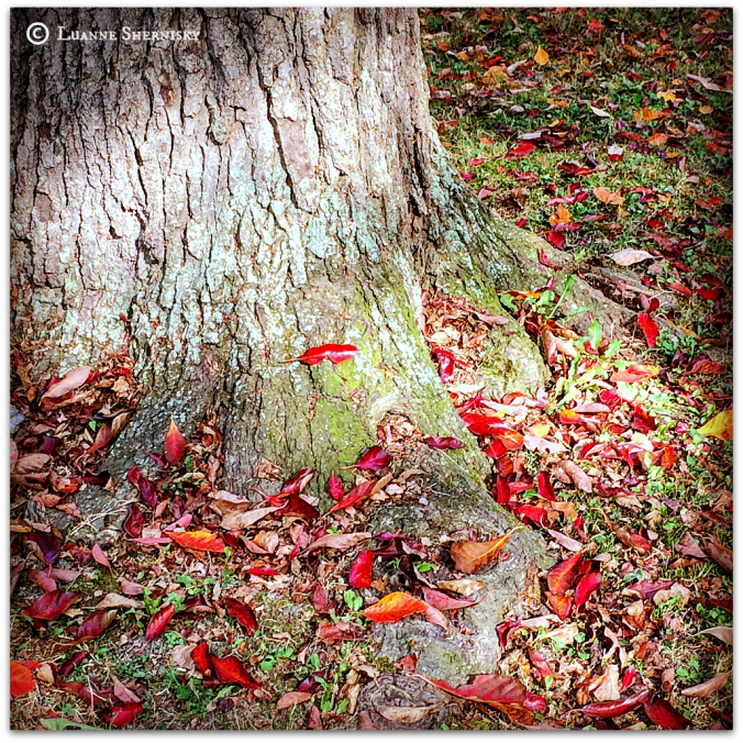 Red autumn leaves scattered around the base of a tree